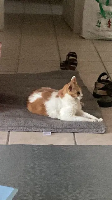 chatte lost   85150 Sainte-Foy Sunde