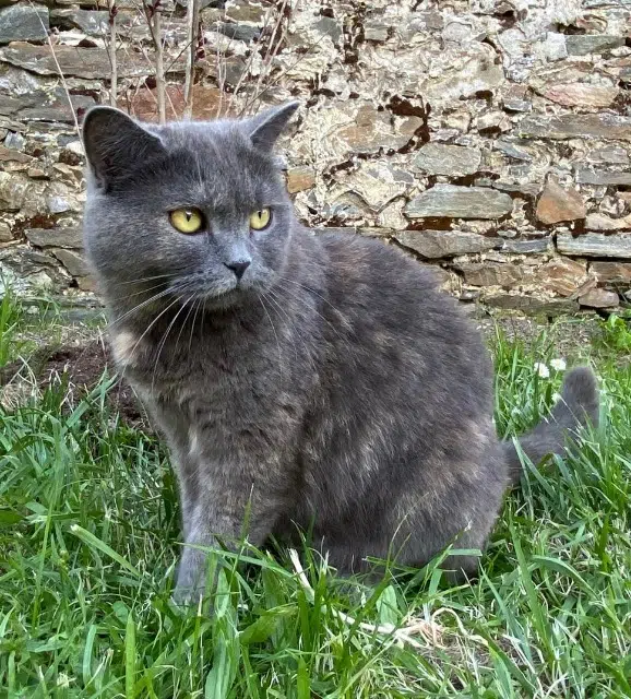 chatte lost    Les Sables-d'Olonne Sushi