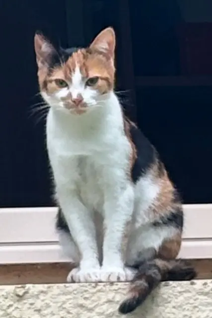 chatte lost   85700 Sèvremont Chouquette