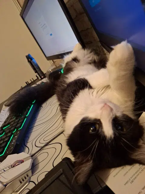 chatte lost   85440 Talmont-Saint-Hilaire Nala