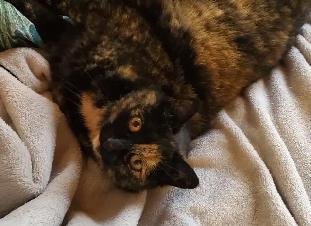 chatte lost   85440 Talmont-Saint-Hilaire Ovide