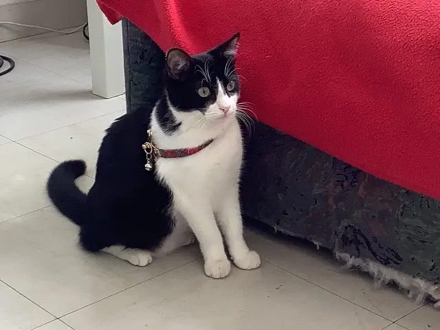 chatte lost   85580 Saint-Denis-du-Payré TINA