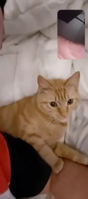 chatte lost   85110 Chantonnay Titanne