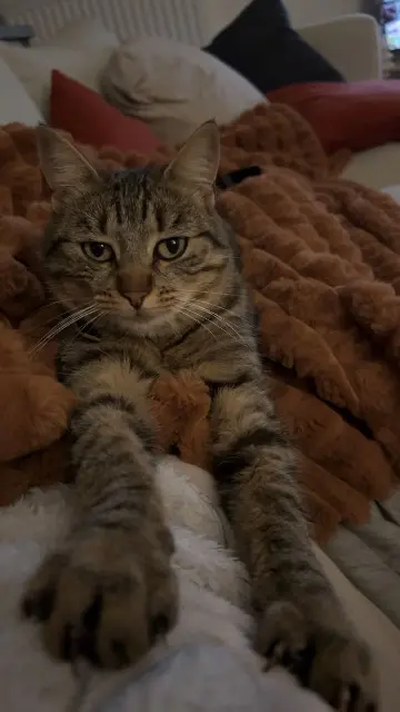 chatte lost   85290 Mortagne-sur-Sèvre Tokyo