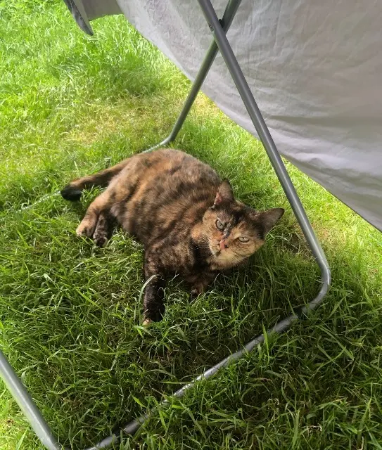 chatte lost   85480 Bournezeau Toutoune