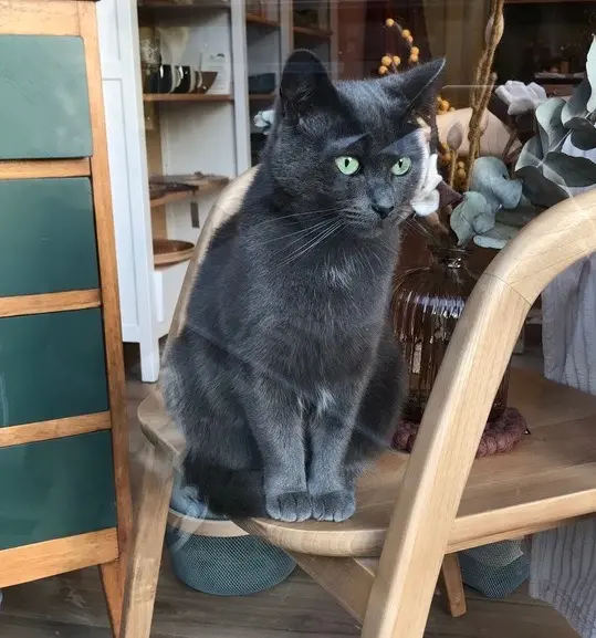 chatte lost   85520 Saint-Vincent-sur-Jard Tresor