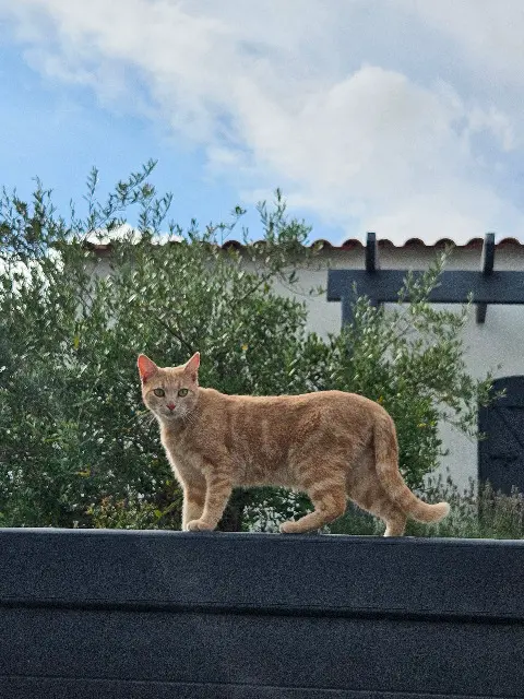 chatte lost   85670 Saint-Christophe-du-Ligneron Tya