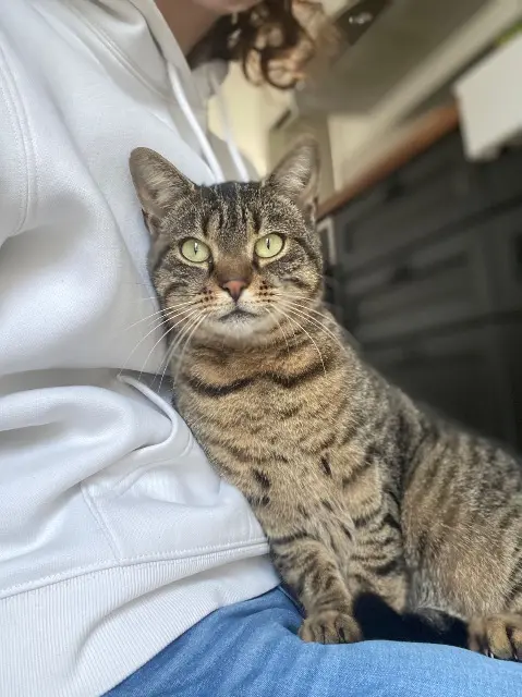 cat lost   85150 Saint-Julien-des-Landes Uby