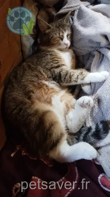 kat vermist 85600 Treize-Septiers Umie kat lost 85600 Treize-Septiers Umie