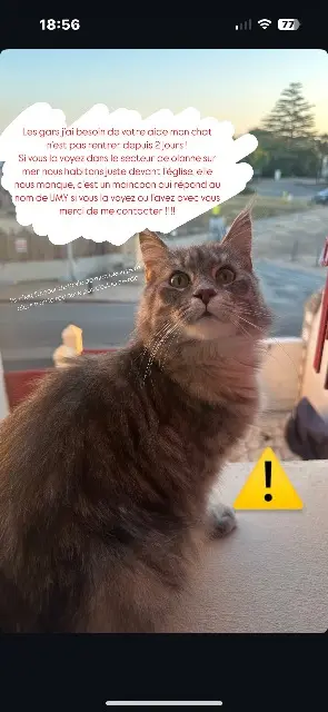 chatte lost    Les Sables-d'Olonne Umy