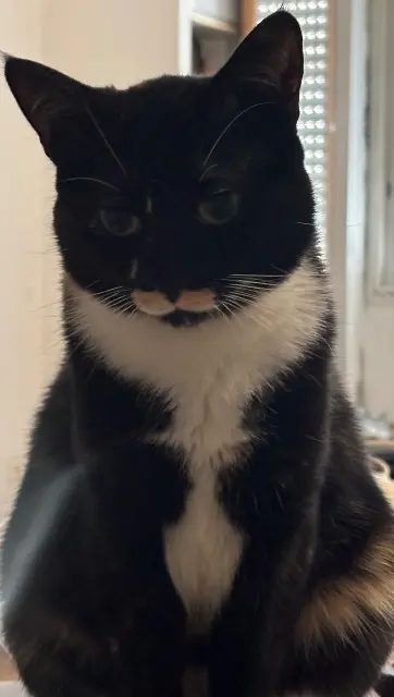 chatte lost    Les Sables-d'Olonne Una