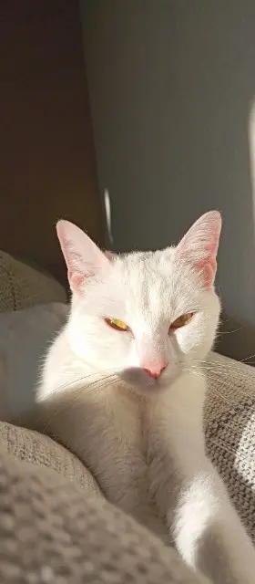 chatte lost   85250 La Rabatelière Uraya