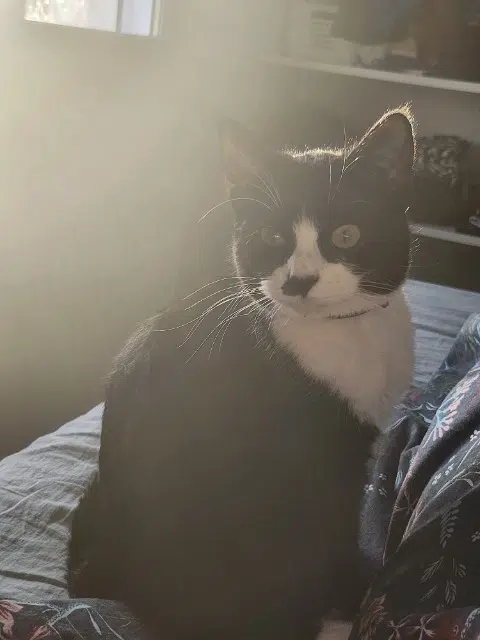 chatte lost   85670 Saint-Christophe-du-Ligneron Ushi