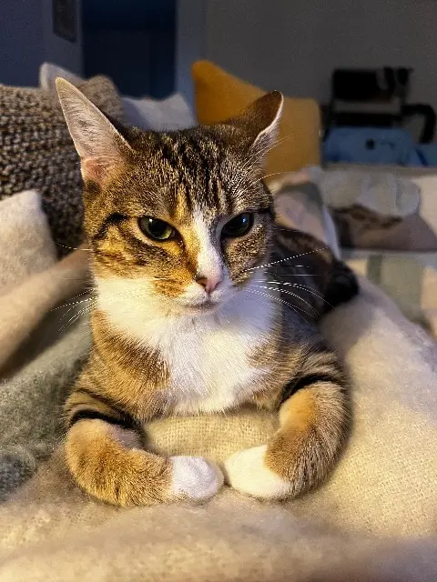 chatte lost   85620 Rocheservière Vanille