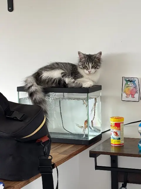 chatte lost   85210 Saint-Étienne-de-Brillouet Vaya