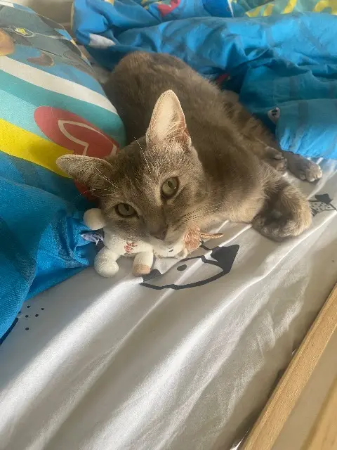 chatte lost   85260 Les Brouzils Vendee