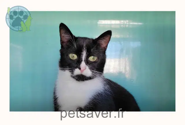 cat lost 85000 La Roche-sur-Yon Violette cat lost 85000 La Roche-sur-Yon Violette