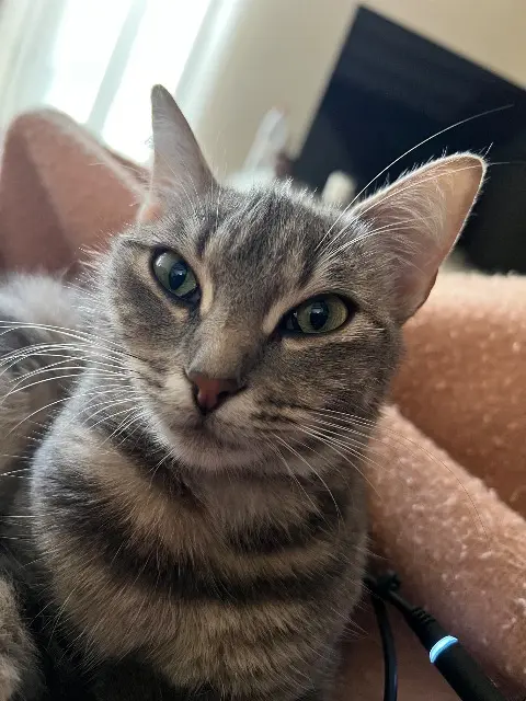 chatte lost   85200 Fontenay-le-Comte Vivi