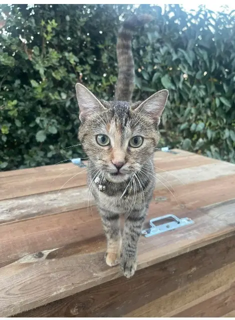 chatte lost   85170 Dompierre-sur-Yon Yuka
