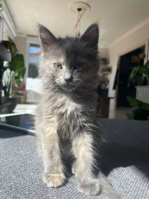 chatte lost   85600 Treize-Septiers Yumi