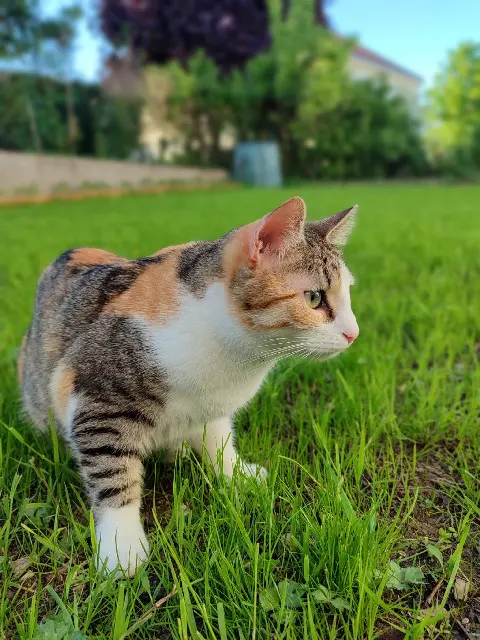 chatte lost   85000 La Roche-sur-Yon Yuzu