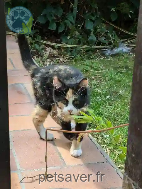 Chatte Perdue 85 Vendée - Zaione Chatte Perdue 85 Vendée - Zaione