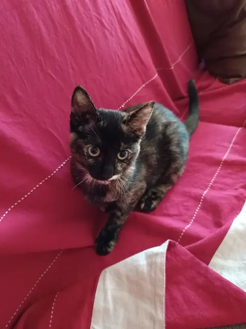 chatte lost   85270 Saint-Hilaire-de-Riez Zara
