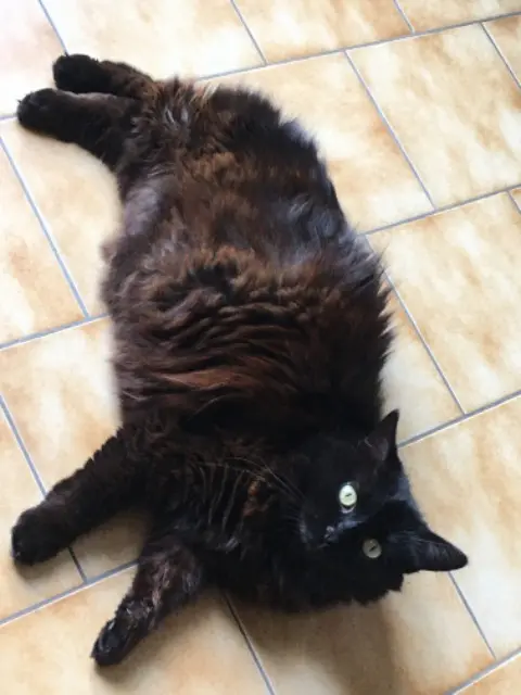 chatte lost   85310 La Chaize-le-Vicomte Zelda
