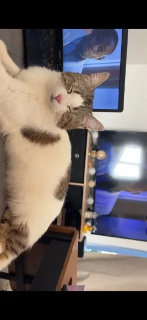 chatte lost   86320 Mazerolles Arya