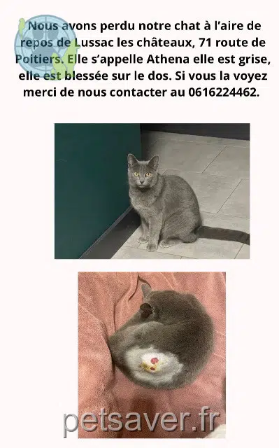 chatte lost   86320 Lussac-les-Châteaux Athena