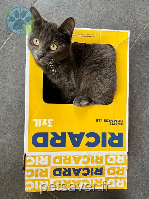 chatte lost   86100 Châtellerault Azi