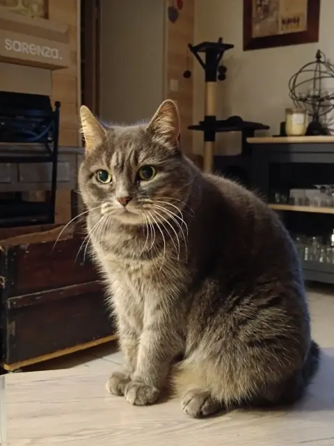 chatte lost   86490 Beaumont Saint-Cyr Kenzo