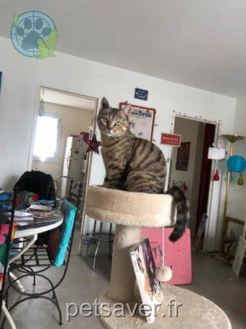 chatte lost   86470 Boivre-la-Vallée Fripouille