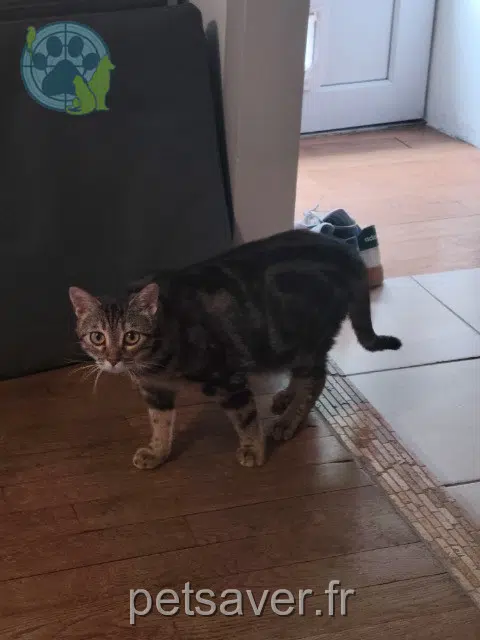 chatte lost   86240 Fontaine-le-Comte Boréale