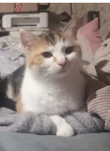 chatte lost   86350 Payroux Chifo