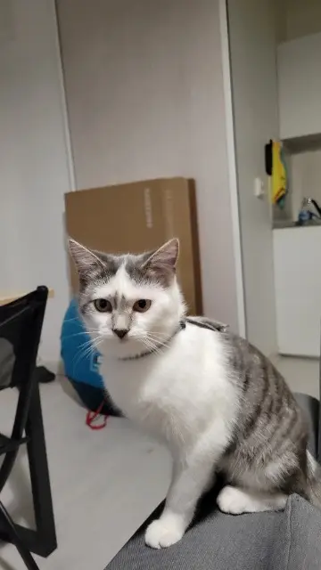 chatte lost   86180 Buxerolles Choupette