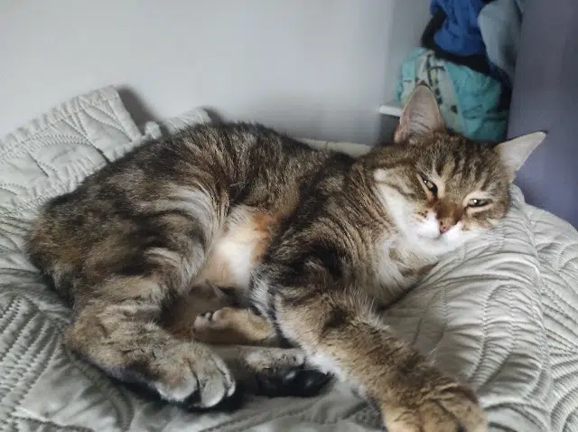 chatte lost   86580 Vouneuil-sous-Biard Clochette