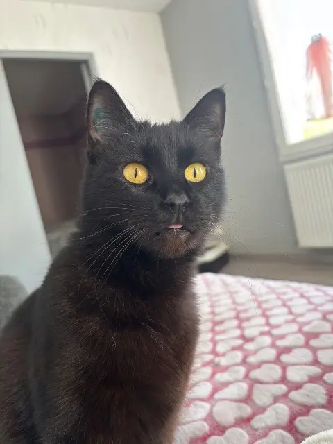 chatte lost   86190  Fifille