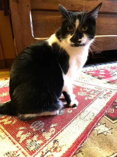 chatte perdue 86100 Châtellerault Fifille chatte lost 86100 Châtellerault Fifille