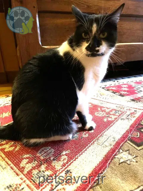 gata perdida 86100 Châtellerault Fifille gata lost 86100 Châtellerault Fifille