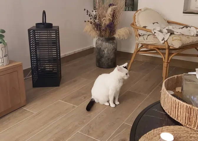 Chatte Perdue 86 Vienne - Habby Chatte Perdue 86 Vienne - Habby