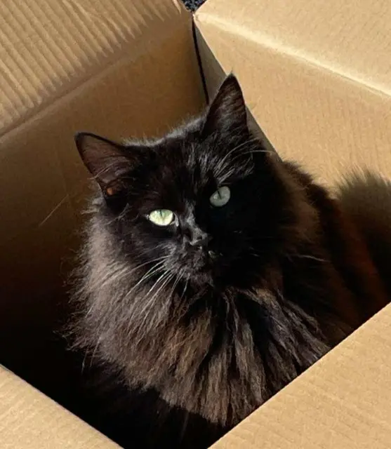 chatte lost    Jaunay-Marigny Helga