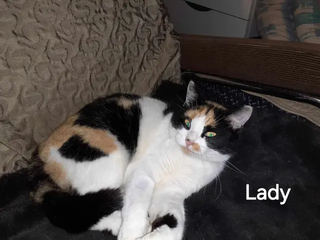 chatte lost   86460 Availles-Limouzine Lady