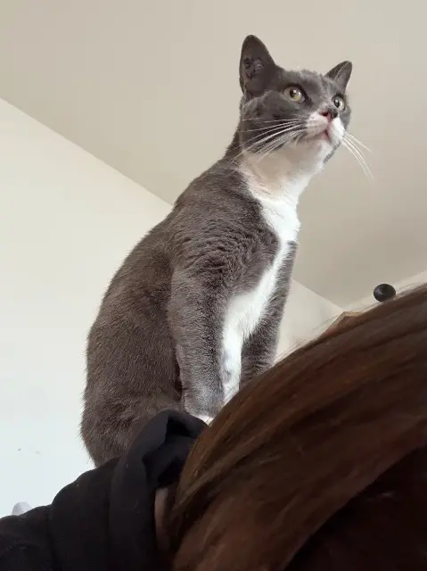 chatte lost   86530 Naintré Leslie