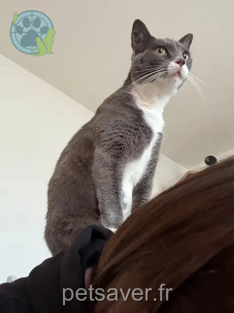 cat lost 86530 Naintré Leslie cat lost 86530 Naintré Leslie