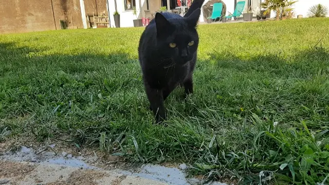 chatte lost   86130 Saint-Georges-lès-Baillargeaux Lilo