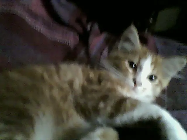 chatte lost   86600 Saint-Sauvant Mandarine
