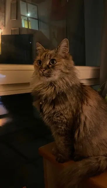 gata perdida 86280 Saint-Benoît Mia gata lost 86280 Saint-Benoît Mia
