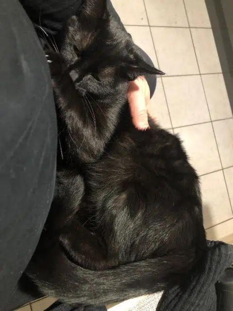 chatte lost   86140 Lencloître Mia