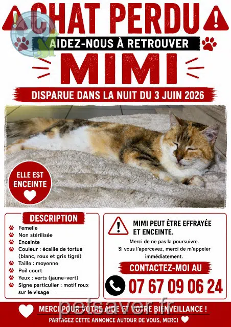 chatte lost   86100 Châtellerault Mimi
